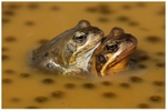 Polkadot Amplexus