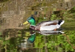 Mallard