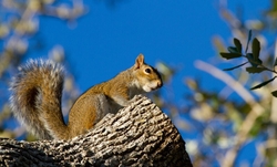 AnimalsCreatures _0036