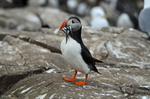 Puffin