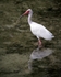"Ibis Reflected"