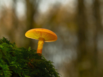 Fungi in the Forest, Ireland.