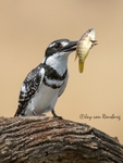 Pied spearfisher