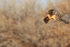Northern Harrier hovering, New Mexico
