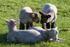 Cute Lambs!