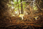 Woodland Mushroom