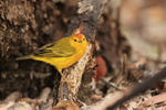 Yellow Warbler, Cormorant Point, Floreana, Galapagos