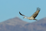 Flying Sandhill Crane (juvenile) calling, Bosque del Apache