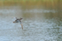 Garganey (drake) showing upper wings, Stratfield Brake, Oxfordshire