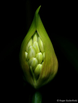 Agapanthus (01)