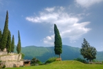 Cypress Tree