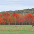 New Brunswick Autumn Foliage - The Horse Paddock