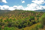 Sierra de Andújar, Andalucia, Spain