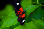 Postman butterfly - 4547