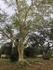 Fever Tree, South Africa