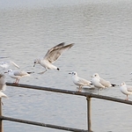 ChewLake_gulls-1-0150
