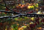 DSC05963