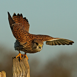 Kestrel perched on a post