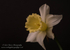 Daffodil
