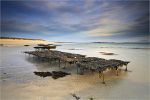 The Oyster Beds