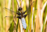 Male Broad-bodied chaser