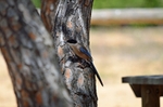 Azure-winged Magpie