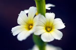 White flower - 5473