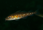 Gadus morhua juvenile