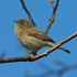 Chiffchaff perched on a branch on the Oddington track, Otmoor