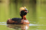 Slavonian Grebe showing tongue, Iceland