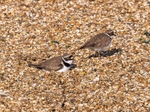 Little Ringed Plover