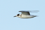Black Tern portfolio
