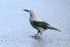 Clark's Nutcracker on the ground, Lake Louise
