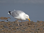 Herring Gull - Larus argentatus