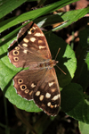 Speckled Wood showing upper wings, Ardley Wood Quarry, Oxfordshire
