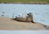 Common Seal