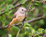 Redstart (female) in Long Meadow, Otmoor