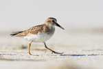 Least Sandpiper close side view, Fort De Soto Park, Florida