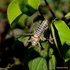 Ephippiger diurnus diurnus (Western Saddle Bush-cricket) M