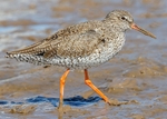Redshank 3