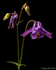 Aquilegia