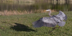 Great Blue Heron _0064