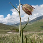 Mountain fritillary (Fritillaria montana ) 