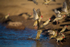 Red-billed Quelea drinking 3