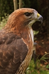Red Tailed Hawk Maizie