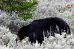 3HPhotography5-19-25_GTNP_184_