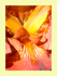 004 Bearded Iris