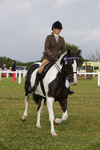 Class 25: Ridden Plaited Coloured Horse portfolio