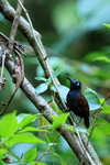 Chestnut-backed Antbird, Osa Peninsula, Costa Rica