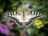 471A3662 Swallowtail, Capri, Italy